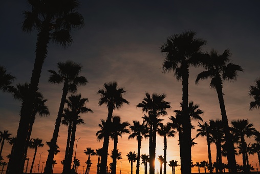 Tall palm trees at sunset on Sochi beach