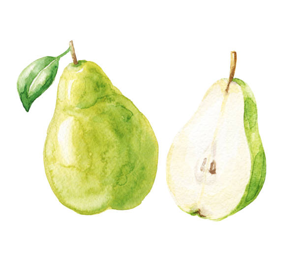 ręcznie rysowane gruszki akwarelowe wyizolowane na białym tle. zielone owoce z liśćmi i pokroić połowę. ilustracja żywności. - white background food nature macro stock illustrations