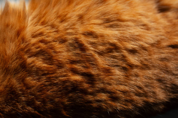 Natural background of orange cat fur.