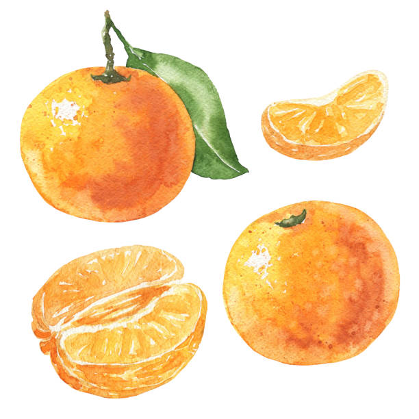 illustrations, cliparts, dessins animés et icônes de ensemble de mandarine d’aquarelle dessiné à la main, délicieux agrumes isolés sur fond blanc. illustration de nourriture. - peeled