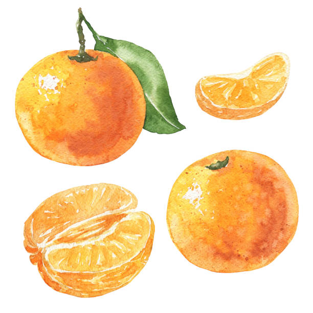 ręcznie rysowany zestaw akwarelowy mandarynki, pyszne owoce cytrusowe wyizolowane na białym tle. ilustracja żywności. - white background food nature macro stock illustrations