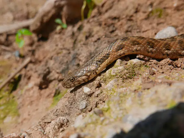 Photo of closeup/macro of the head of a Natrix maura snake , water snake, picture taken near a river