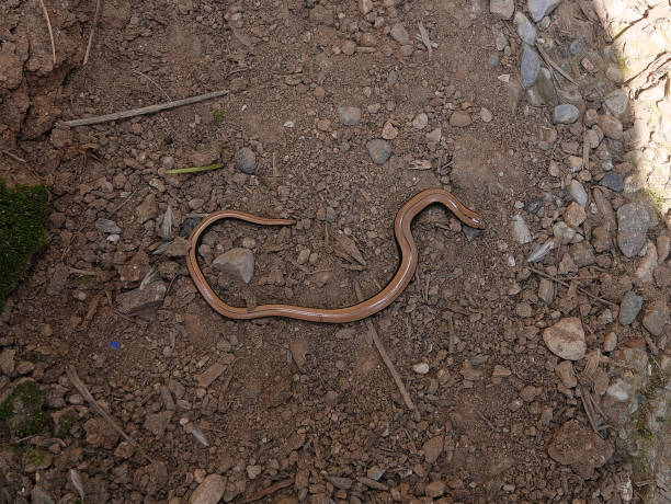 istock Closeup of an Anguis fragilis, reptile called also Slowworm,blindworm is a legless lizard 1282021013