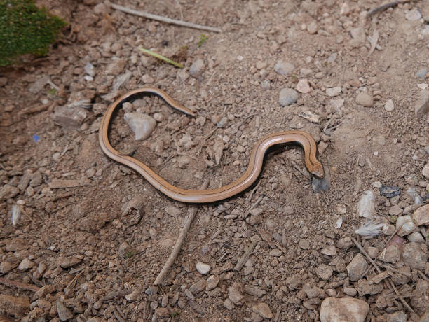 istock Closeup of an Anguis fragilis, reptile called also Slowworm,blindworm is a legless lizard 1282021018