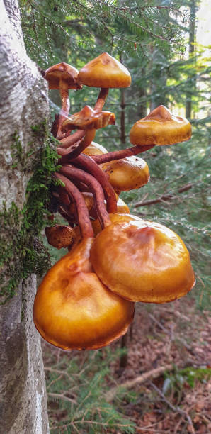 istock Group of orange mushrooms on a tree trunk 1282021996