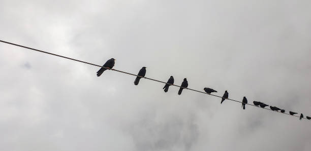 istock Flock of alpine chough or yellow-billed chough on electrical wire 1282022016