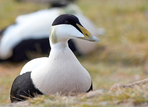 The common eider (Somateria mollissima), is a large sea-duck that is distributed over the northern coasts of Europe, North America and eastern Siberia. It breeds in Arctic and some northern temperate regions, but winters somewhat farther south in temperate zones, when it can form large flocks on coastal waters. It can fly at speeds up to 113 km/h (70 mph).