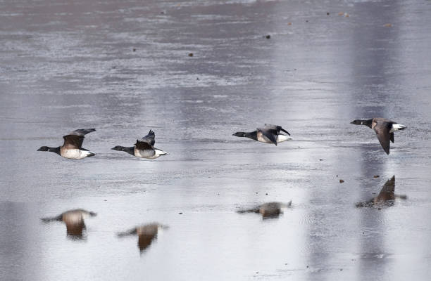 istock Brent geese (Branta bernicla) flying low over mudflats 1282024173