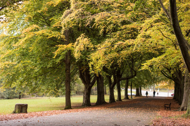 istock autumn trees in the bristol clifton down 1282024241