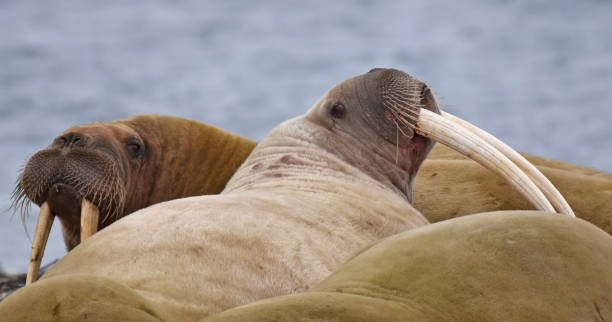 Walrus (Odobenus rosmarus) resting on a beach in the arctic The walrus (Odobenus rosmarus) is a large flippered marine mammal with a discontinuous distribution about the North Pole in the Arctic Ocean and subarctic seas of the Northern Hemisphere. Adult walrus are characterised by prominent tusks and whiskers, and their considerable bulk: adult males in the Pacific can weigh more than 2,000 kilograms. walrus stock pictures, royalty-free photos & images