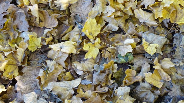istock A carpet of fallen autumn leaves, brown, yellow. Background image. 1282025193