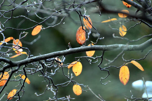 fondos de hojas doradas de otoño de cerca. - november tranquil scene autumn leaf fotografías e imágenes de stock