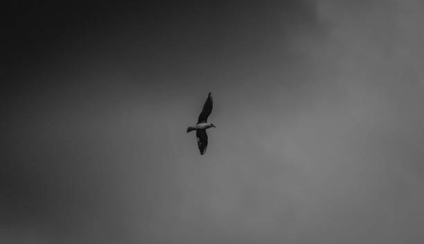 istock Common gull in flight on a cloudy, dark day. 1282025350