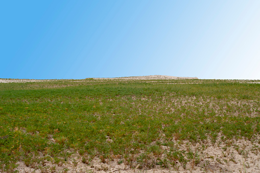 Agriculture in the Thar desert