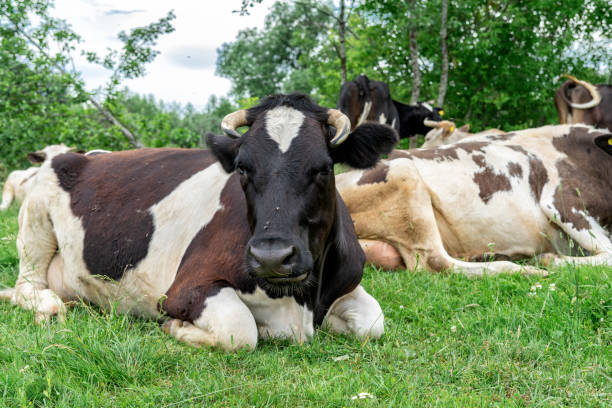 istock cows graze in the meadow on a summer day 1282025533