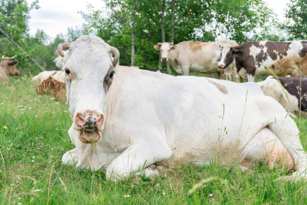 istock cows graze in the meadow on a summer day 1282025538