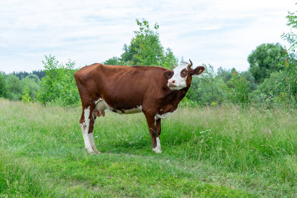 istock cows graze in the meadow on a summer day 1282025539