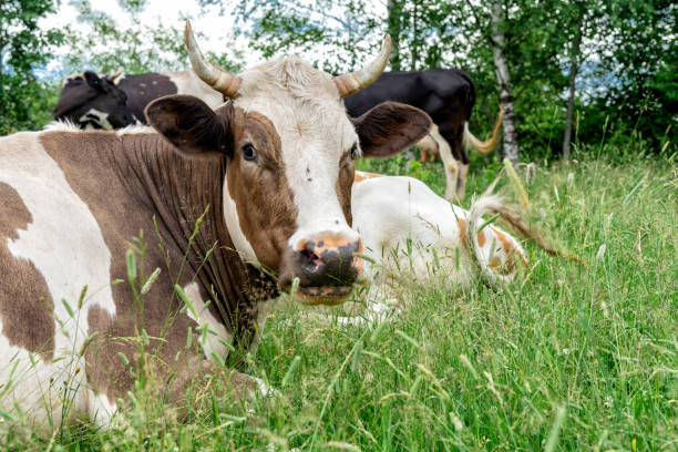 cows graze in the meadow on a summer day