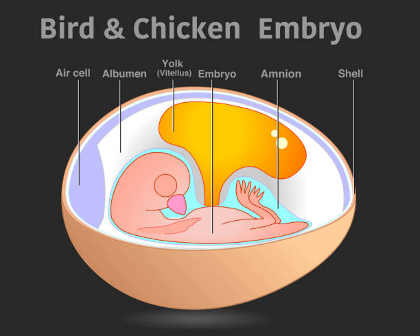 Bird chicken embryo anatomy , organ parts. Egg embryo diagram. Cross section roentgen, x ray structure. Detailed reproduction system. With explanations. Dark black background. 2d illustration vector. Bird chicken embryo anatomy , organ parts. Egg embryo diagram. Cross section roentgen, x ray structure. Detailed reproduction system. With explanations. Dark black background. 2d illustration vector. x ray results stock illustrations