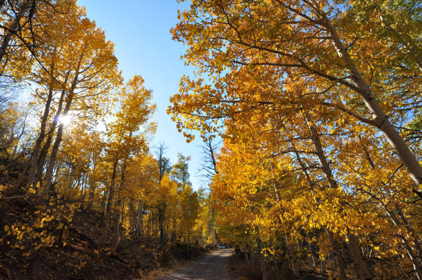 istock Fall colors country road 1282026529