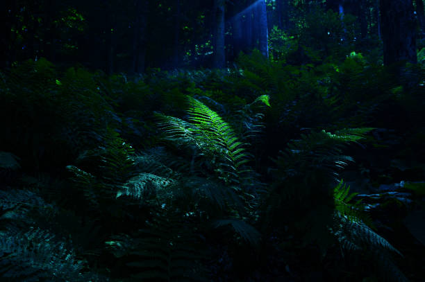Fern leaves in the forest on a dark background.
