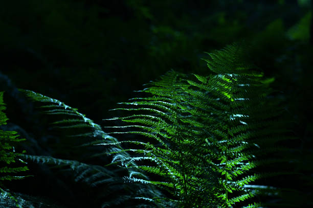 istock Fern leaves in the forest on a dark background, illuminated by sunlight. 1282027276