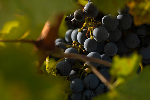 Unharvested grapes, in the autumnal vineyards of Campo de Borja, near the small town of Magallon, Aragon, Spain.