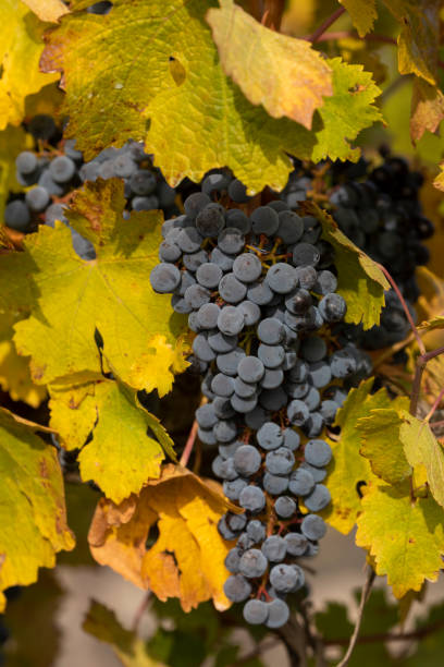 Unharvested grapes, autumn, Campo de Borja, Spain