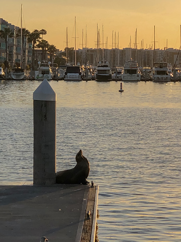 Sea lions play on the docks in Marina del Rey