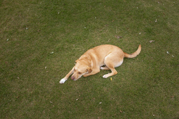 Dog lying on the grass in the garden