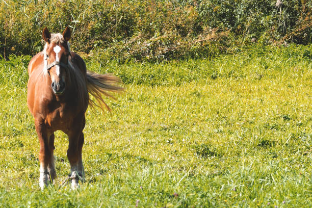 istock Horse in the field 1282032006