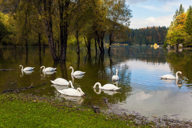 istock Flock of swans on the lake 1282032172
