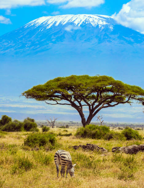 istock Lone zebra grazes in the savanna 1282032191