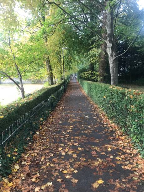 istock Autumn leaves in the beginning of fall/autumn 1282033297