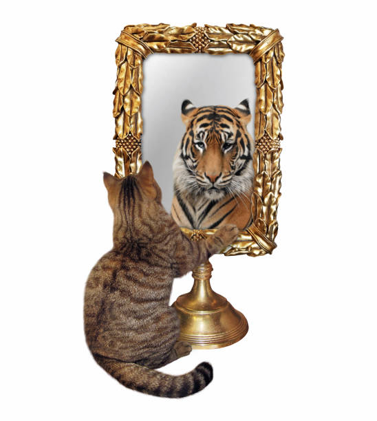 istock Cat near gold mirror 1282034163