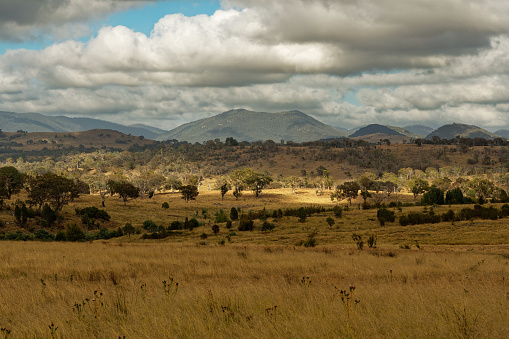 Landscape in Australia with kangaroos and wallaby, Tidbinbilla Nature Reserve, fringe of Namadgi National Park, consists of large valley floor, the Tidbinbilla Mountain and the Gibraltar range