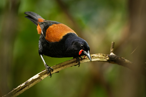 Singing North Island Saddleback - Philesturnus rufusater - tieke in the New Zealand Forest, very special species of endemic bird.