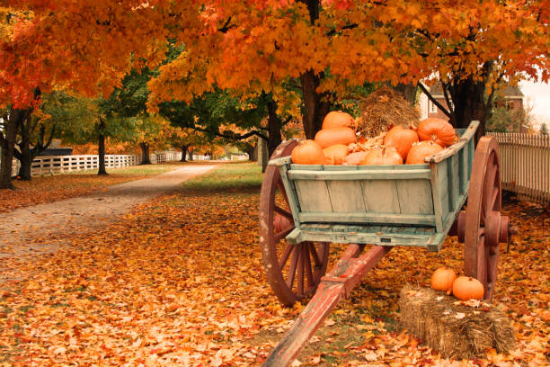 Fall Colors & Pumpkins Fall Scenic View.  Cart with Pumpkins bale photos stock pictures, royalty-free photos & images