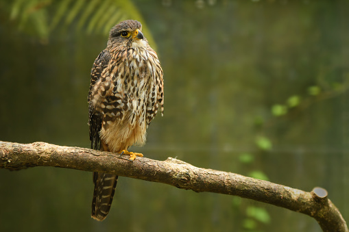 New Zealand Falcon - Falco novaeseelandiae - Karearea bird of prey from New Zealand, also called bush hawk and sparrow hawk.