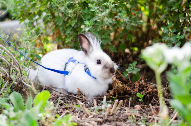 kleine weiße dekorative kaninchen zu fuß an der leine - zuggeschirr stock-fotos und bilder