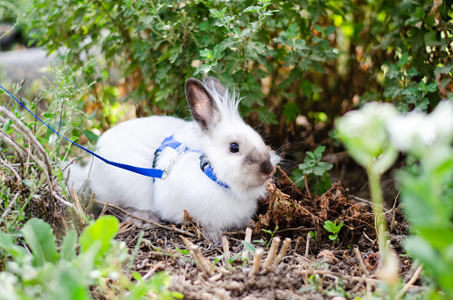 little white decorative rabbit walking on a leash