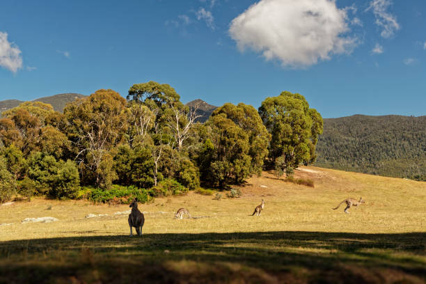 paysage en australie avec kangourous et wallaby, la réserve naturelle de tidbinbilla, frange du parc national de namadgi, se compose d’un grand fond de vallée, de la montagne tidbinbilla et de la chaîne de gibraltar - downunder photos et images de collection