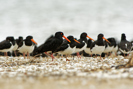 South Island Oystercatcher - Haematopus finschi - torea in maori, one of the two common oystercatchers found in New Zealand, black and white wading bird on the beach.