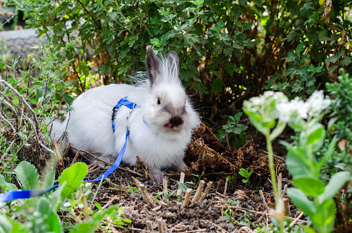 little white decorative rabbit walking on a leash