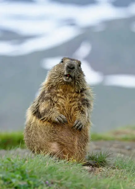 The alpine marmot (Marmota marmota) on the alpine meadow,  large ground-dwelling squirrel, from the genus of marmots.