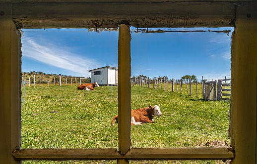 Riesco Island, Chile - December 12, 2008: Posada Estancia Rio Verde working farm. Brown-white cows lying on green grass under blue sky seen through wooden framed barn window.