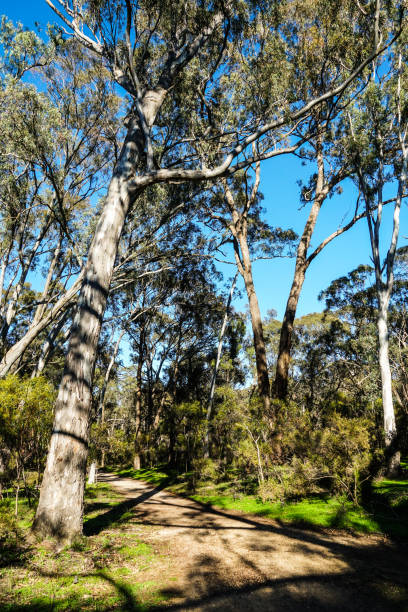 istock Bendigo, Victoria, Australia 1282038140