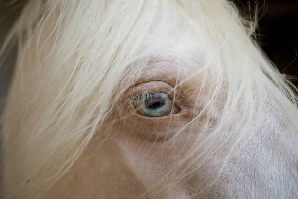 Albino Animals Stock Photos, Pictures & Royalty-Free Images - iStock Albino Animals Stock Photos, Pictures & Royalty-Free Images - iStock