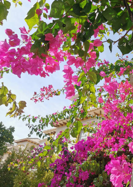 beautiful bright pink flowers against a contrasting clear blue sky