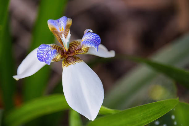istock Iris Walker - Neomarica Candida (Missionary Lily) - flower in a garden -closeup 1282042642